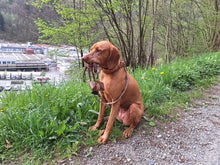 Naložite sliko v pregledovalnik galerije, Nosilec za vrečko za pasje odpadke