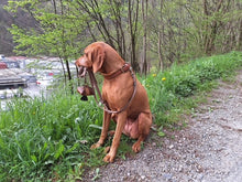 Naložite sliko v pregledovalnik galerije, Nosilec za vrečko za pasje odpadke